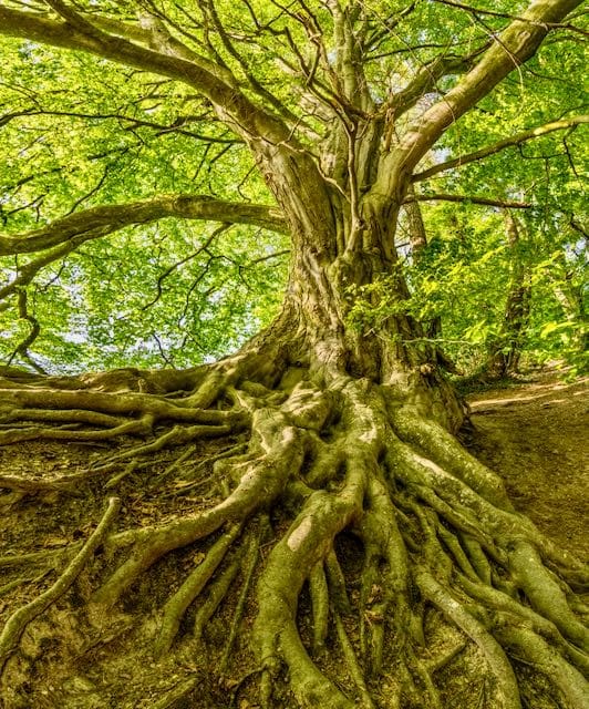 Large tree with visible roots